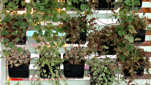 Un giardino verticale sublime nel 2025
